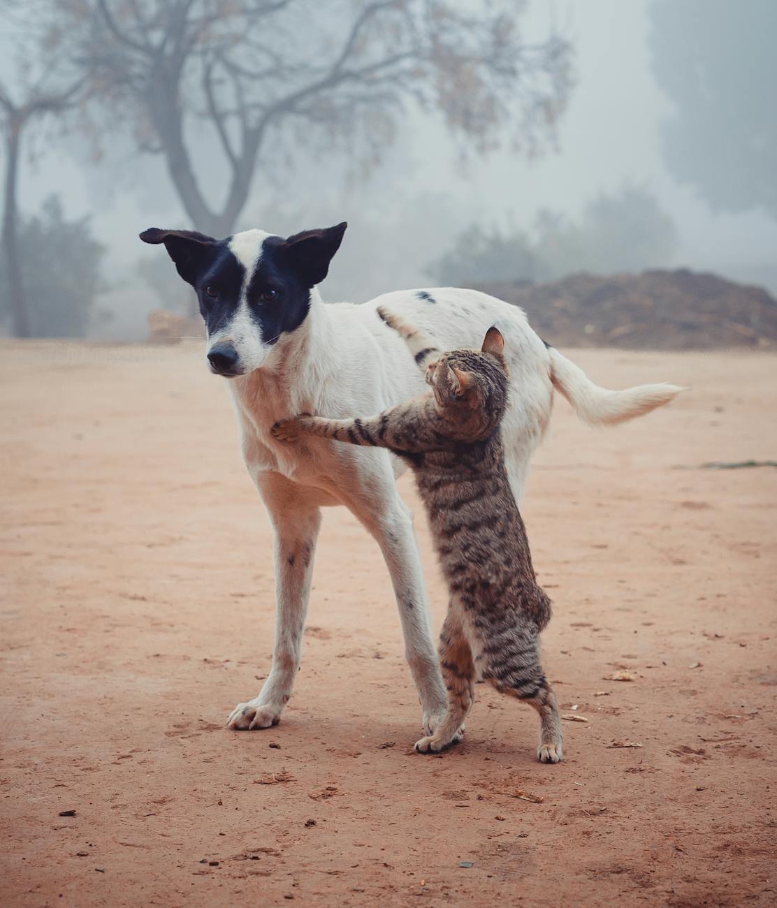 homeless cat fighting with dog on street